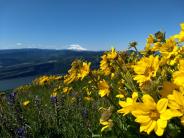 Balsamroot flower bloom at Coyote Wall