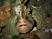 Decorated Warbonnet - Point Hudson