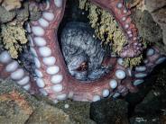 Giant Pacific Octopus guarding eggs - Hood Canal