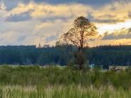 The Lone Madrone