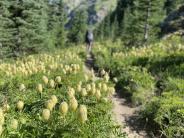 Western anemone guard the trail into Goat Rocks