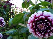 Purple Dahlia