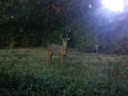 Deer Through The Window_