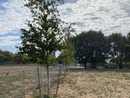 Donated Birch Tree at Mtn. View Dog Park