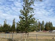 Donated Birch Tree at Mtn. View Dog Park
