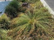 Water Street Completion - Rain Garden